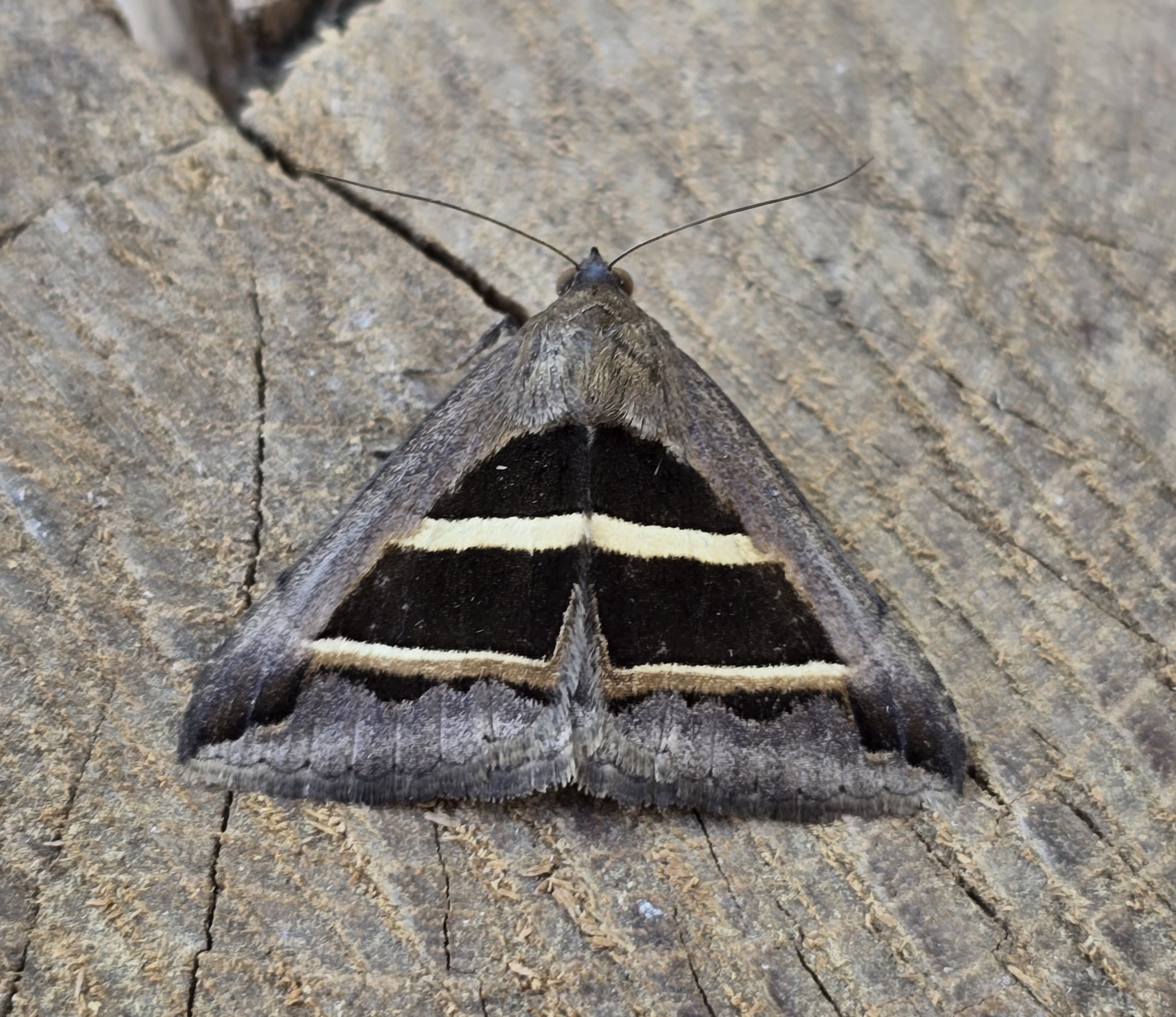 Photo of Parallel Lines (Grammodes bifasciata)